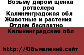 Возьму даром щенка ротвелера - Калининградская обл. Животные и растения » Отдам бесплатно   . Калининградская обл.